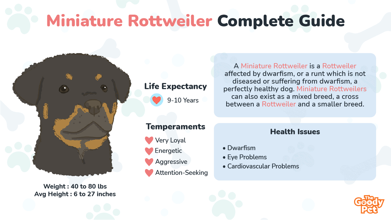 Miniature Rottweiler Your Complete Breed Guide The Goody Pet