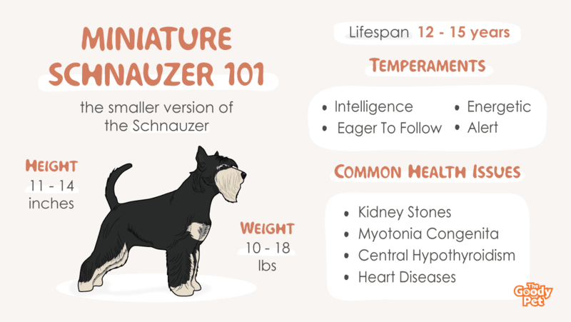 Miniature schnauzer dogs 101 new arrivals