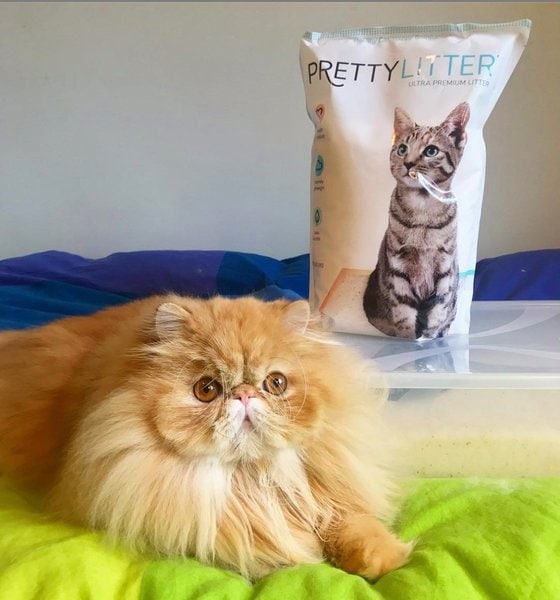 Cat Matted Fur 12 Tips & Tricks To Demat Your Cat The Goody Pet