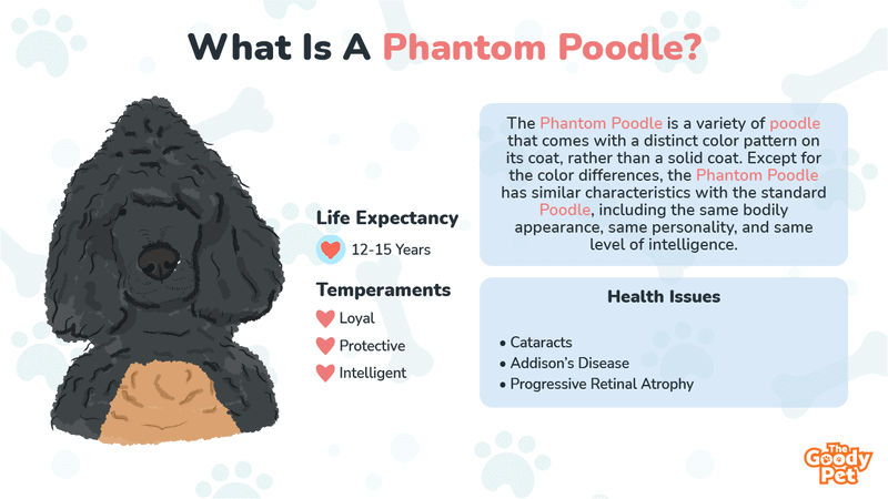 are phantom poodles more expensive