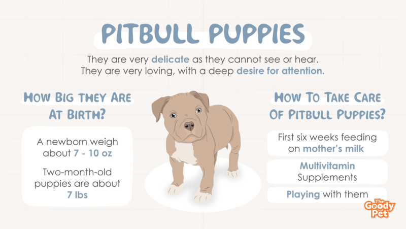 how do you take care of a 2 month old pitbull