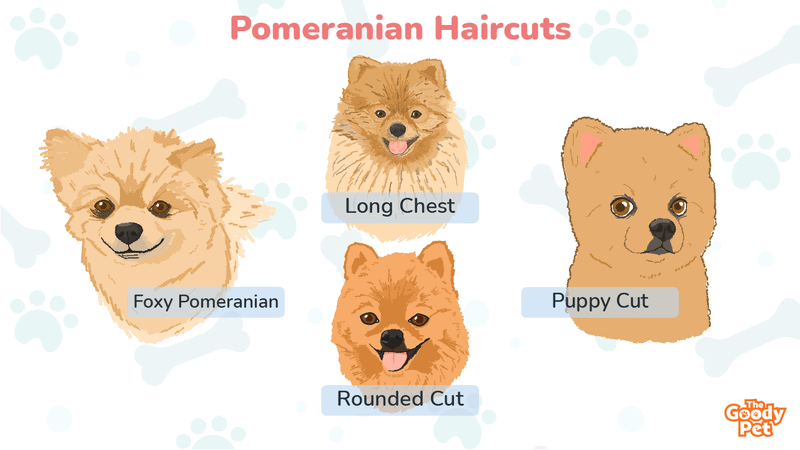 26 Pomeranian Haircuts That Make Your Little Pooch Look Super Cute - The  Goody Pet