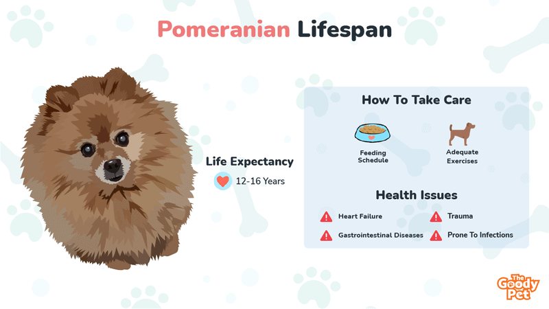 Pomeranian Lifespan And Its Common Health Issues