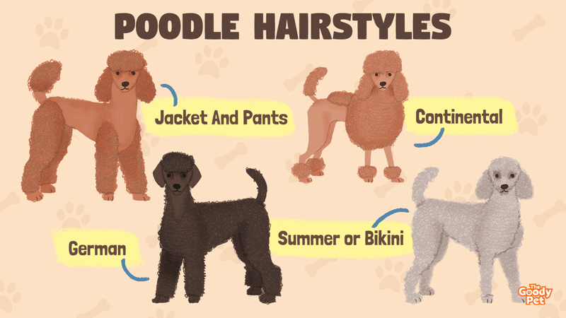 1. Standard Poodle Haircuts: The Ultimate Guide for Your Poodle's Perfect Look - wide 8