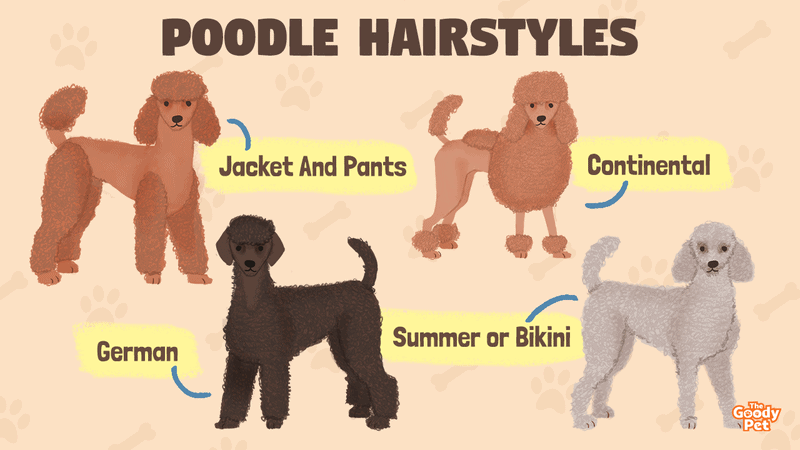 Standard poodle cuts for hot sale males