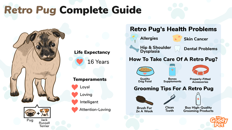 what tricks can you teach a pug