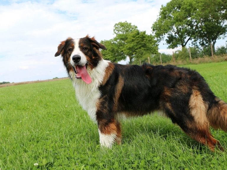 18 Saint Bernard Mixes That You Would Find - Goody