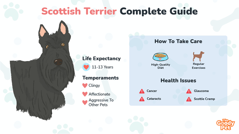 are scottish terriers the breed for you