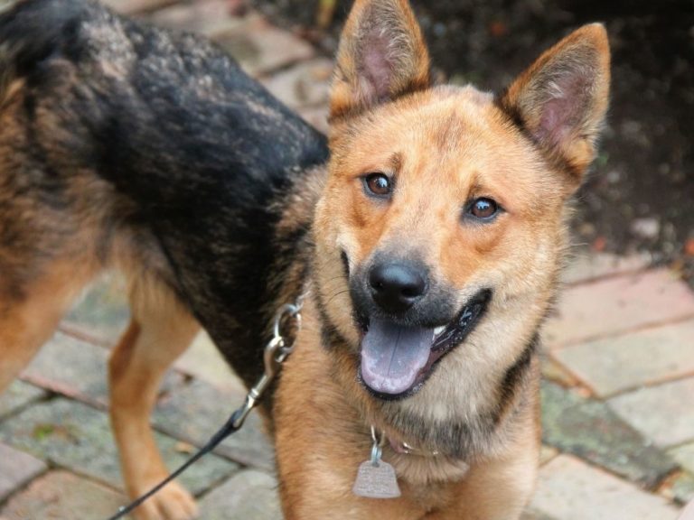 Sinis væske ægtefælle 21 Shiba Inu Mixes That You Would Find Adorable - The Goody Pet