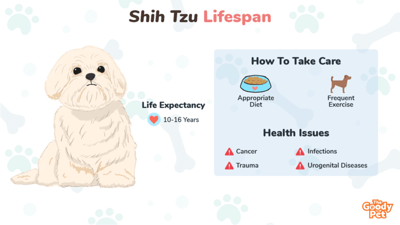 Shih tzu hot sale age calculator