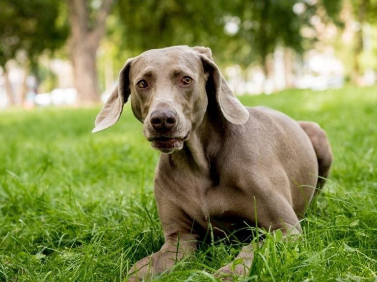 27 Short Haired Dog Breeds That You Would Find Adorable The Goody Pet