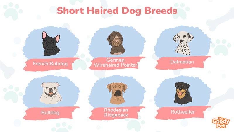 27 Short Haired Dog Breeds That You Would Find Adorable - The Goody Pet