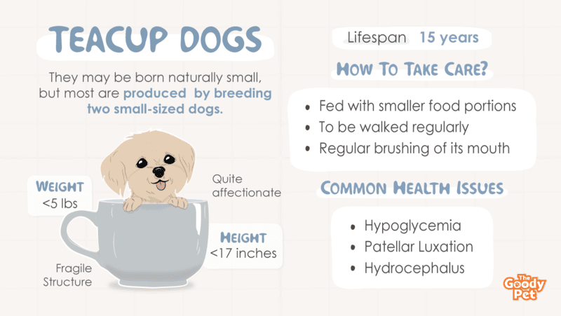 IV. Training and Care for Teacup Chihuahuas
