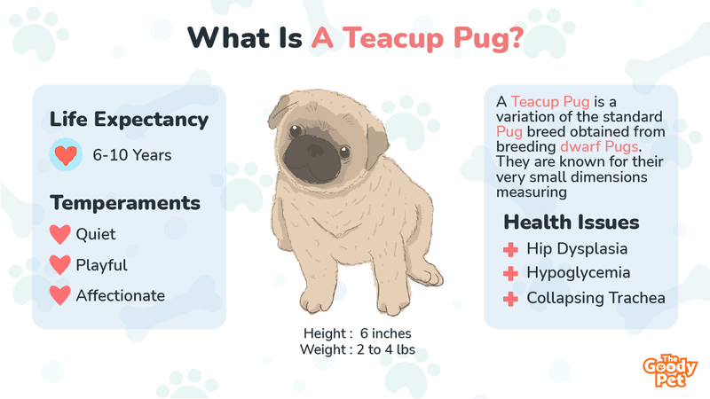 Pictures of teacup sales pugs