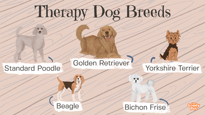 26 Therapy Dog Breeds To Get You Through A Pandemic The Goody Pet
