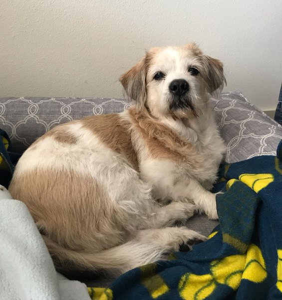 41 Shih Tzu Mixes That You Would Never Know Existed The Goody Pet