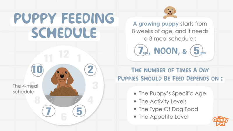 Puppy meal times hotsell