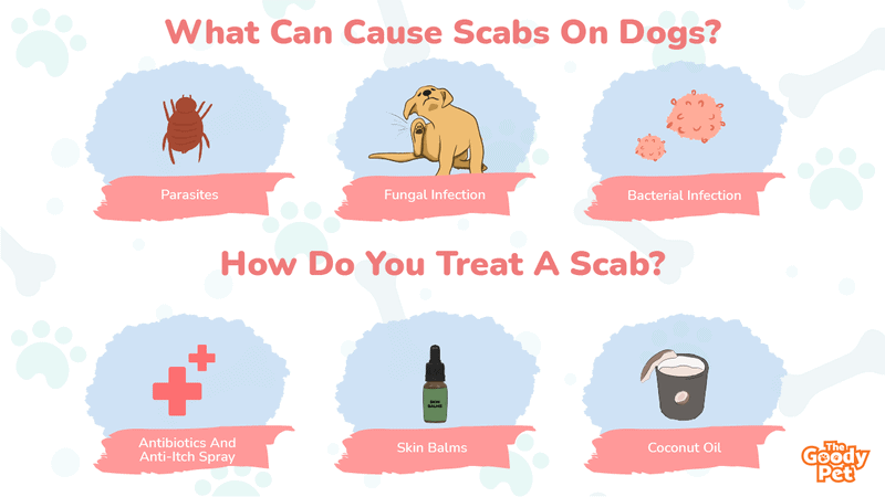how do i get rid of scabs on my dog