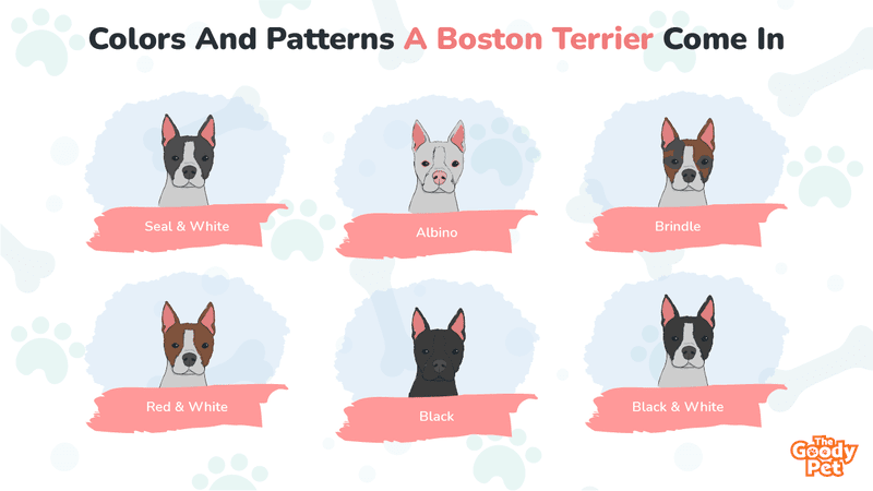 What Colors Are Boston Terriers