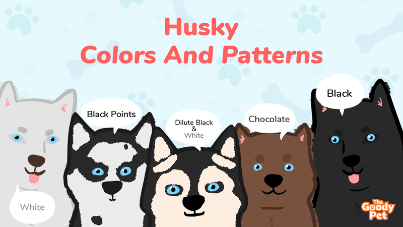 Husky Color Chart