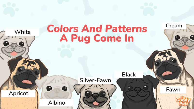 16 Fascinating Colors And Patterns Of A Pug - The Goody Pet