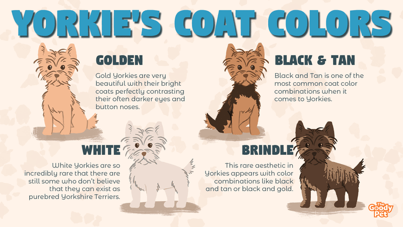 how can you tell if a yorkie is purebred