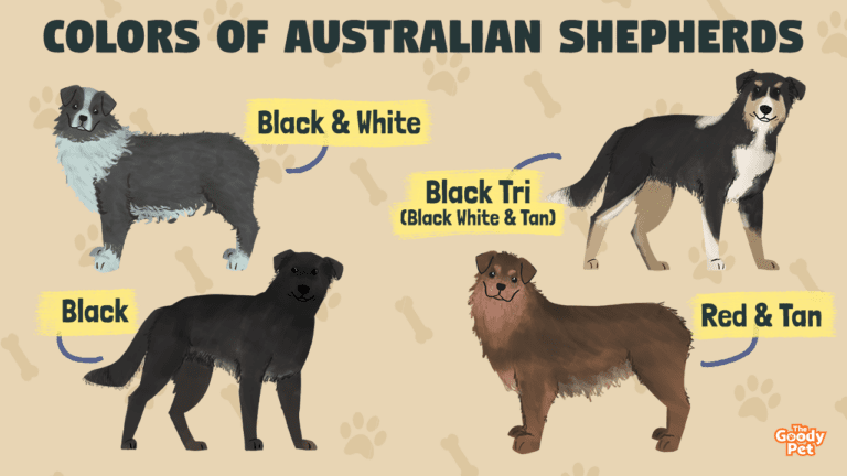 20 Beautiful Colors And Patterns Of An Australian Shepherd - The Goody Pet