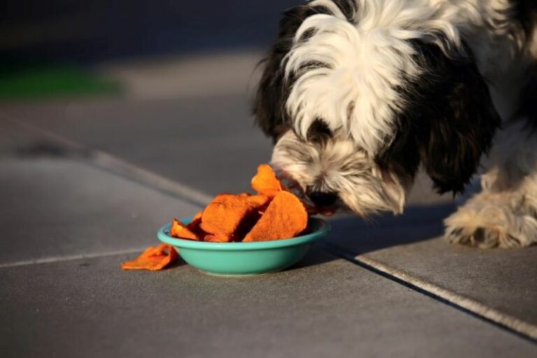 Can Dogs Eat Corn Chips? Here's Why They Are Harmful The Goody Pet