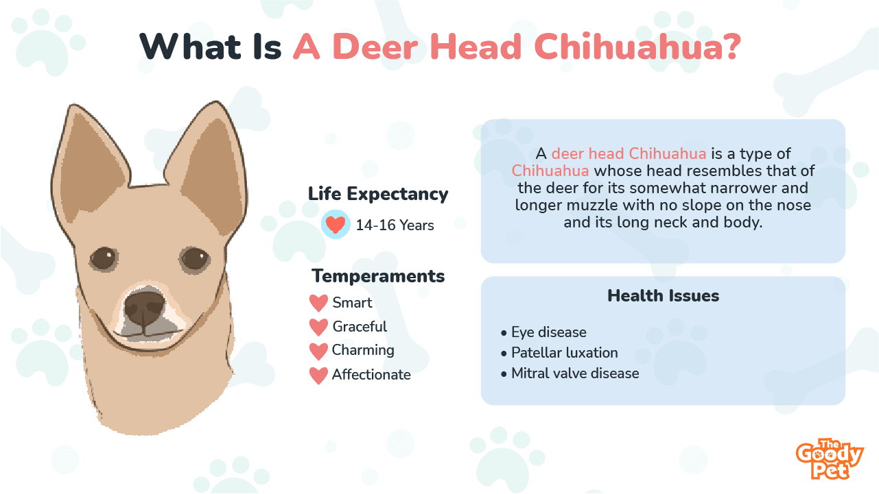 teacup deer head chihuahua