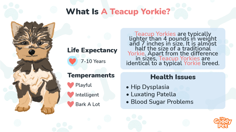 whats the difference between toy and teacup yorkies