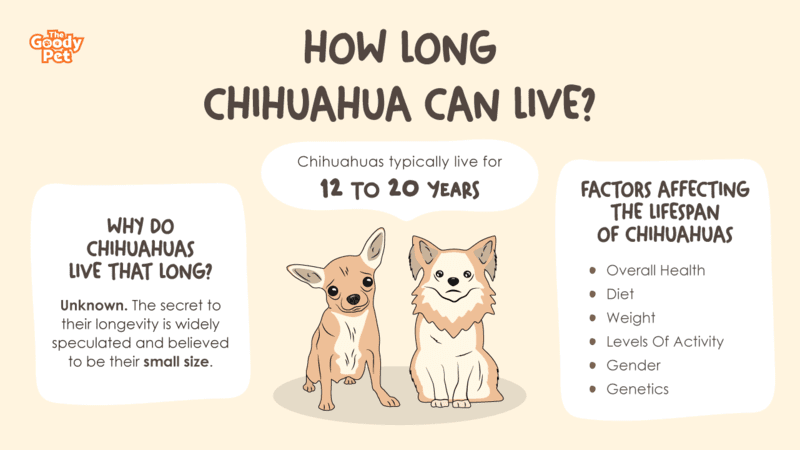 do teacup chihuahuas live long