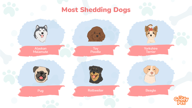what dog sheds the worst