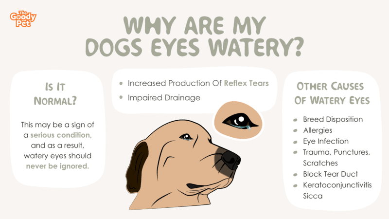 Why Are My Dogs Eyes Watery Should I Be Worried The Goody Pet