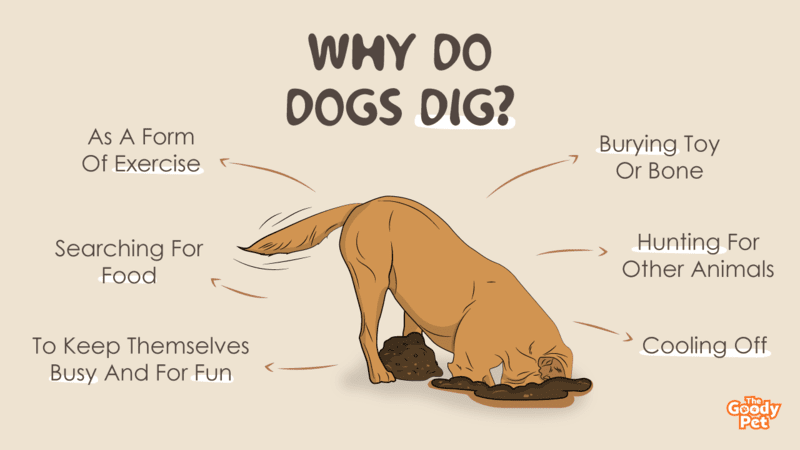 why does my dog dig holes