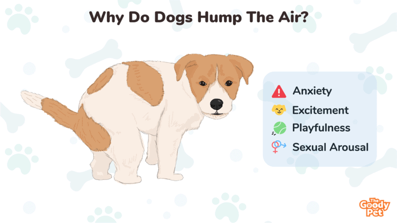 why do dogs hump