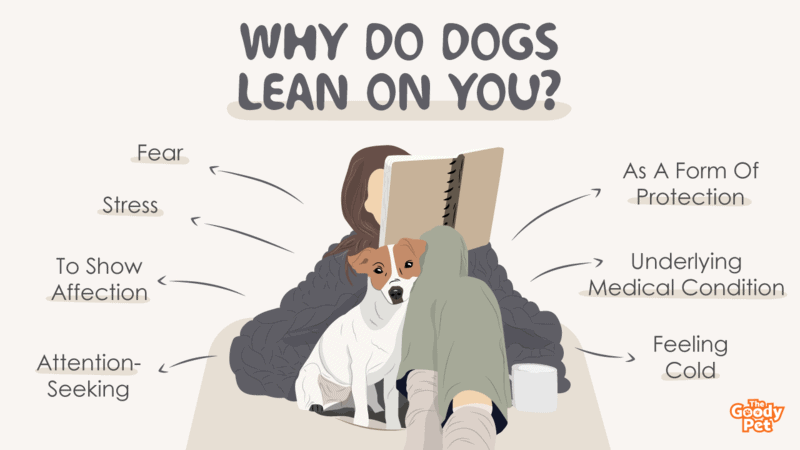 what does it mean when a dog leans into you