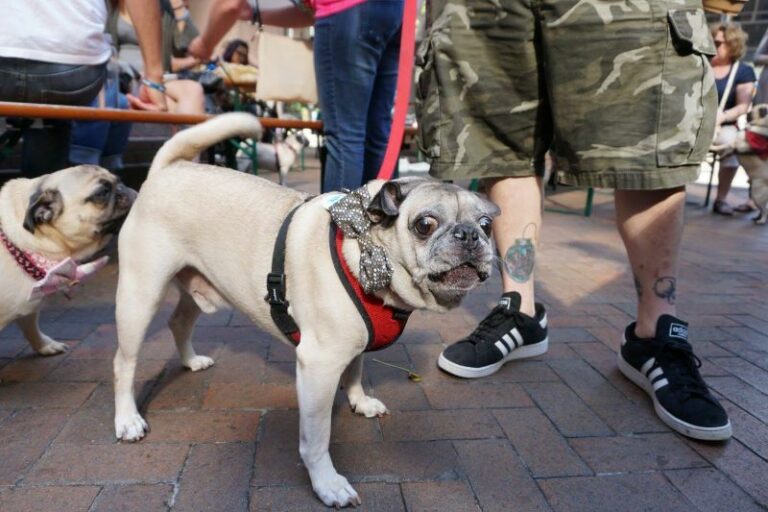 Why Do Dogs Smell Each Others