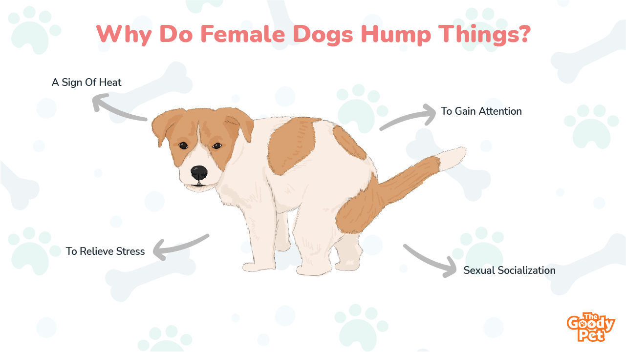Why Do Female Dogs Hump Things - Should I Be Worried? - The Goody Pet