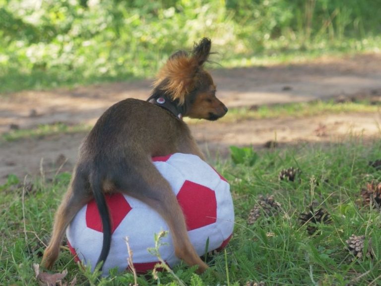 Why Do Female Dogs Hump Stuffed Animals