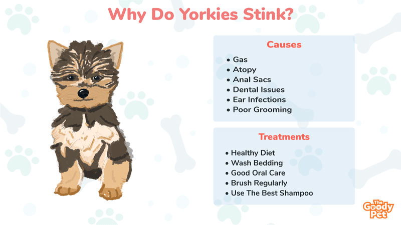 why does my yorkie smell like fish