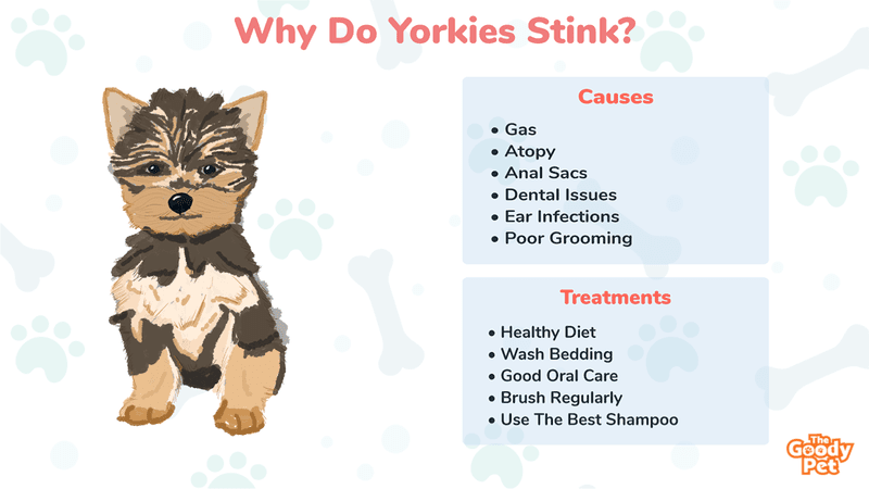 Why Do Yorkies Stink How To Prevent It The Goody Pet