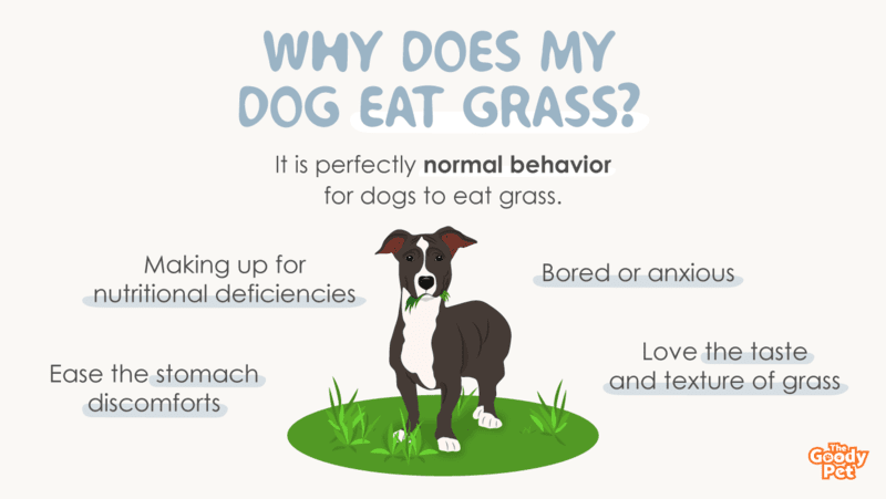 how to keep your dog from eating grass