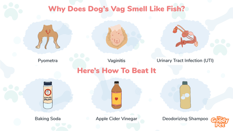 Why Does Vigina Smell