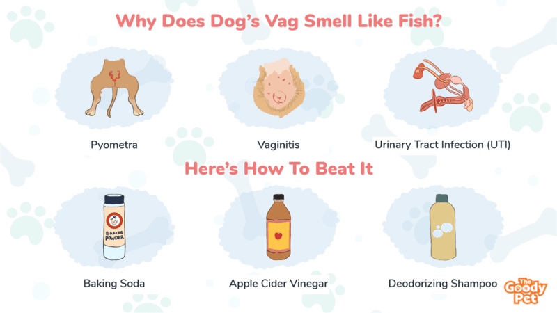 What Are Vaginas Supposed To Smell Like