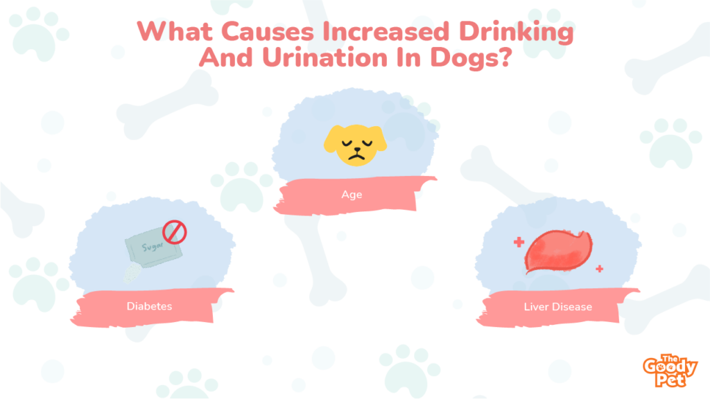 Why Is My Dog Peeing A Lot? Is It Normal? The Goody Pet