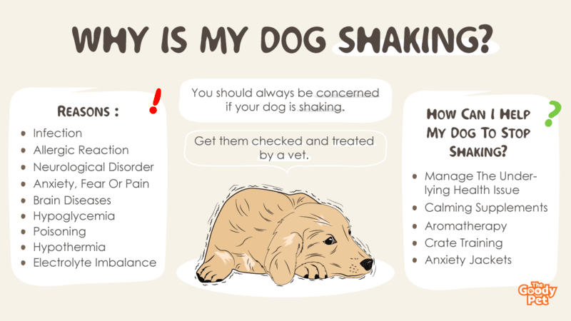 why do dogs shake their whole body