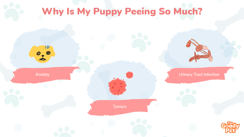 is it normal for puppies to pee alot