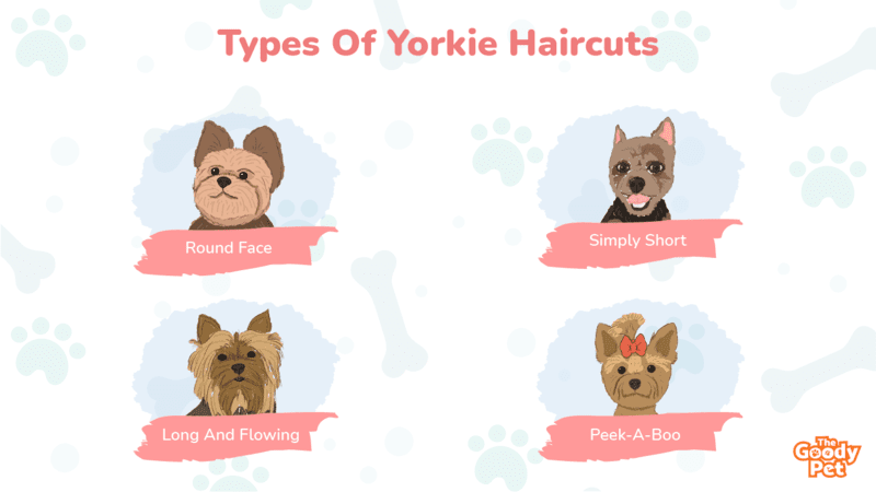 52 Yorkie Haircuts That Would Make Your Yorkshire Terrier A Star - The  Goody Pet