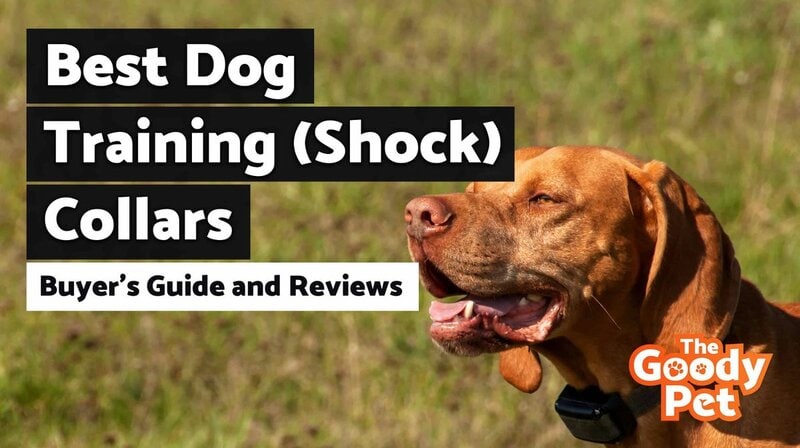 whats the best dog training shock collar