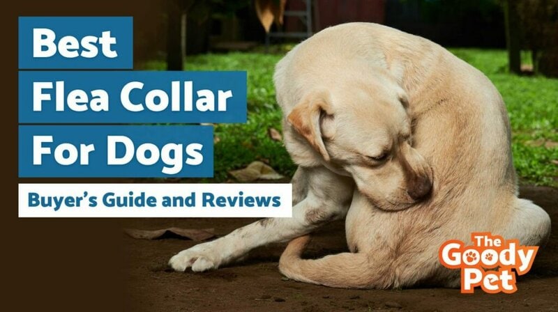 Effective Natural Best dog flea treatment Solutions